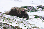 musk ox