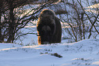 musk ox