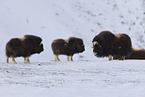 musk ox