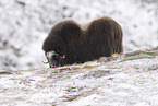 musk ox