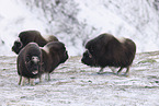 musk ox