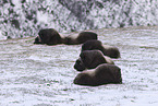 musk ox