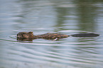 swimming Muskrat