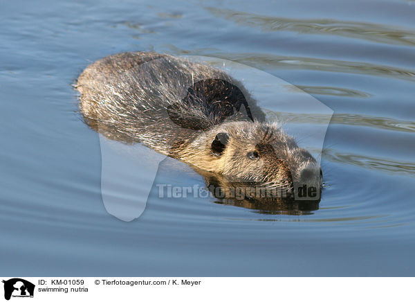 schwimmender Nutria / swimming nutria / KM-01059