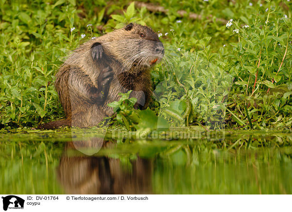 coypu / DV-01764