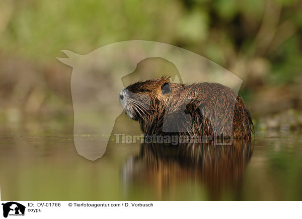 Nutria / coypu / DV-01766