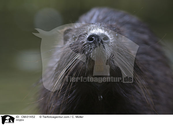 Nutria / coypu / CM-01452