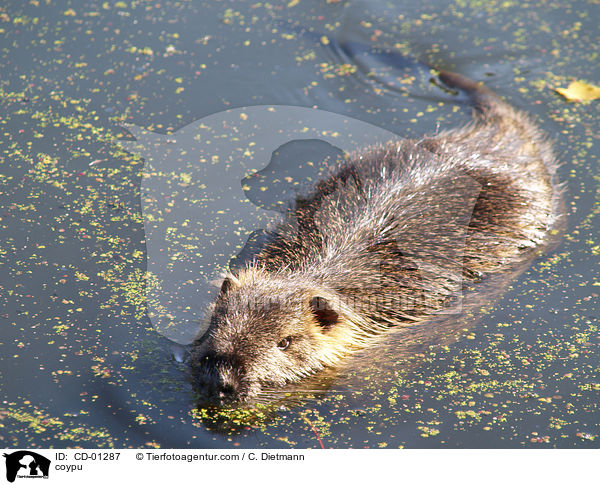 coypu / CD-01287