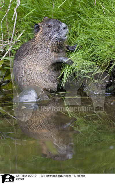 Nutria / coypu / THA-02917