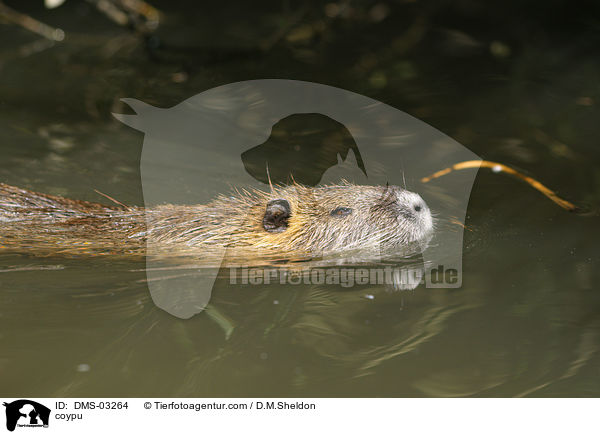 coypu / DMS-03264