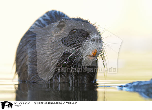 coypu / DV-02191