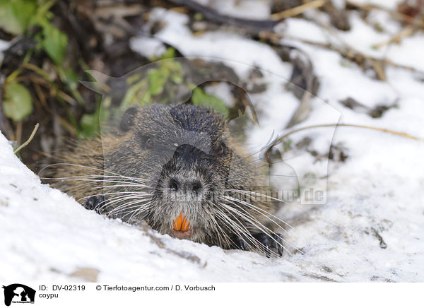 coypu / DV-02319