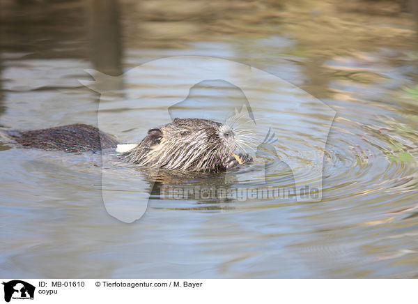 coypu / MB-01610