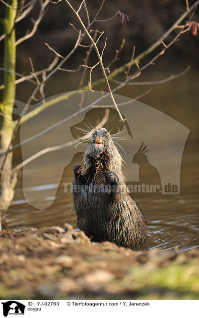 Nutria / coypu / YJ-02763