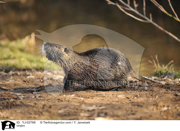 Nutria / coypu / YJ-02766