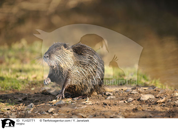 Nutria / coypu / YJ-02771