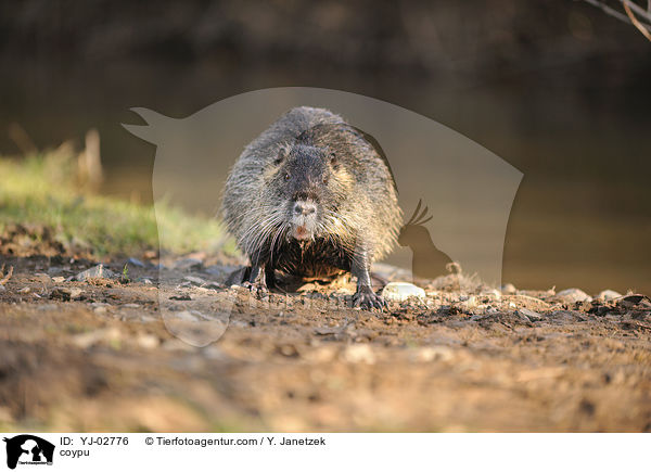 coypu / YJ-02776