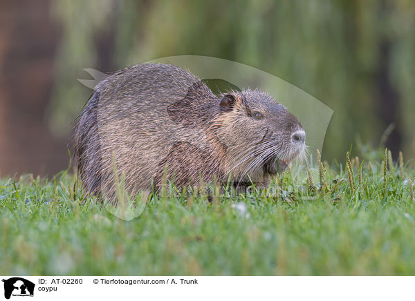 Nutria / coypu / AT-02260