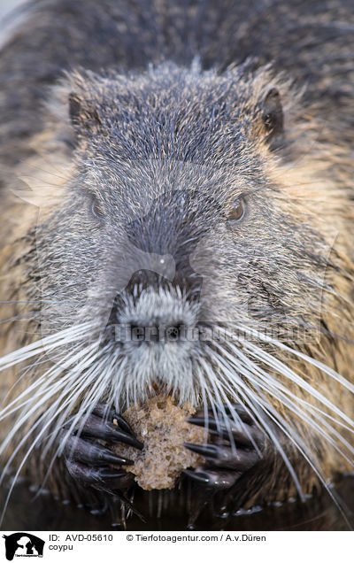 Nutria / coypu / AVD-05610