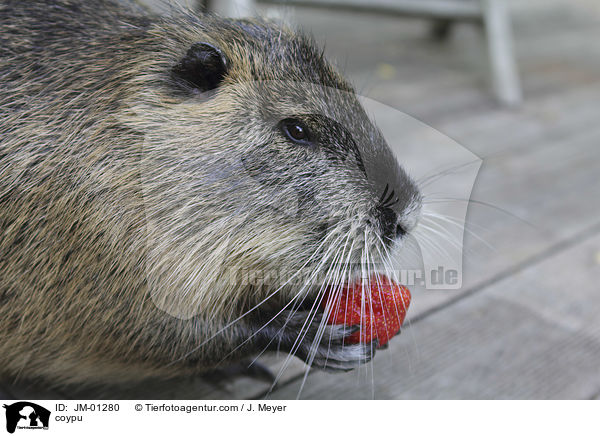 Nutria / coypu / JM-01280