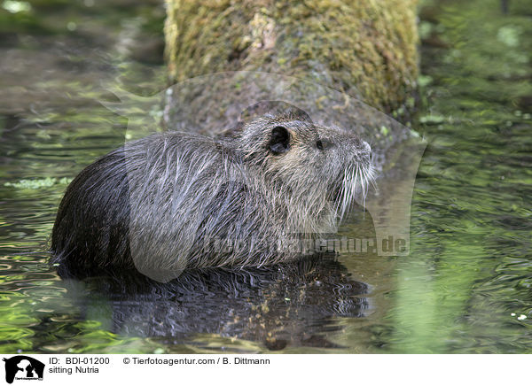 sitzender Nutria / sitting Nutria / BDI-01200