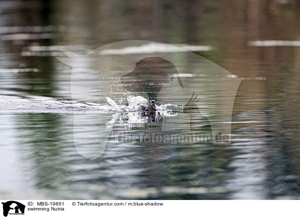 schwimmender Nutria / swimming Nutria / MBS-19891