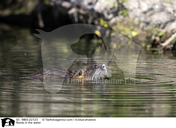 Nutria im Wasser / Nutria in the water / MBS-22723