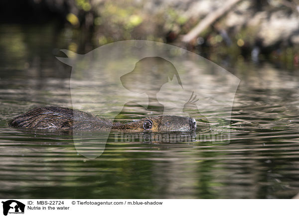 Nutria in the water / MBS-22724