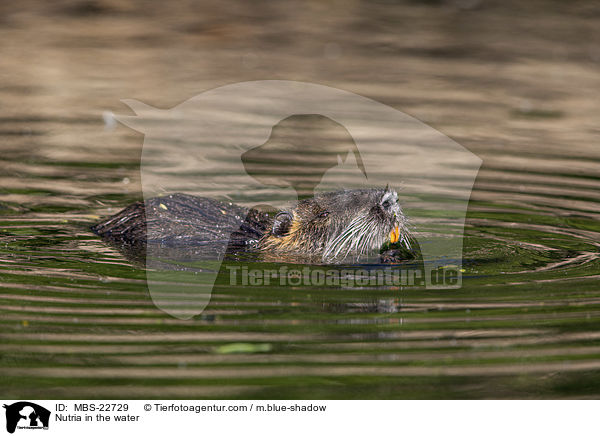 Nutria im Wasser / Nutria in the water / MBS-22729