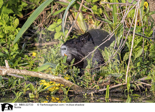 Nutria / Nutria / MBS-22733