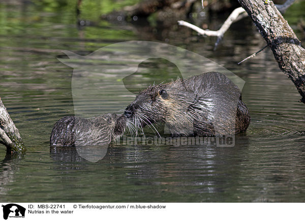 Nutrias im Wasser / Nutrias in the water / MBS-22741