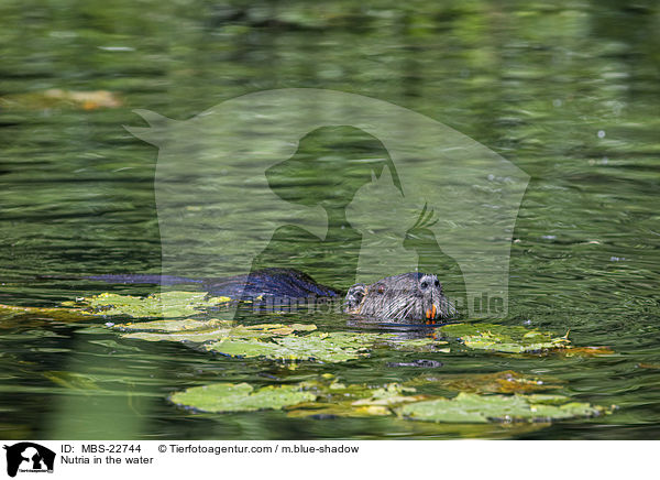 Nutria in the water / MBS-22744