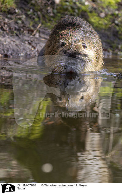 Nutria / Nutria / JM-07868