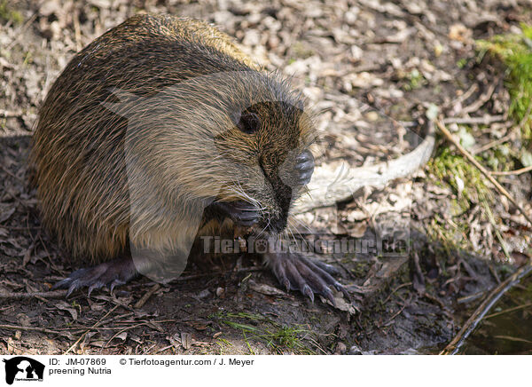 Nutria putzt sich / preening Nutria / JM-07869