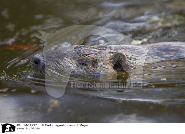 schwimmender Nutria / swimming Nutria / JM-07937