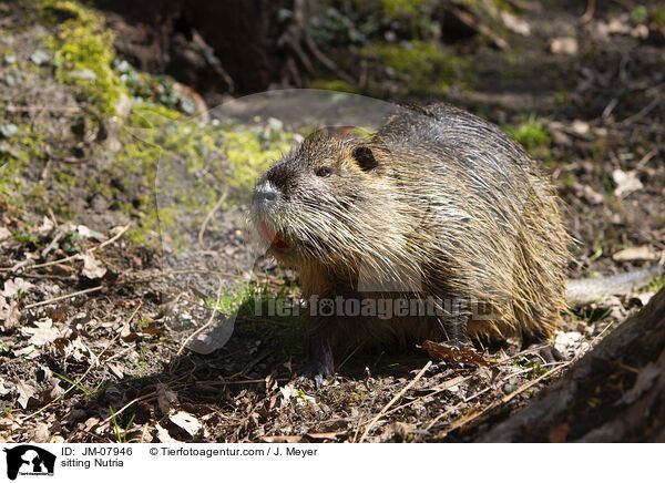 sitzender Nutria / sitting Nutria / JM-07946