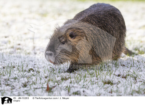 Nutria / coypu / JM-10263