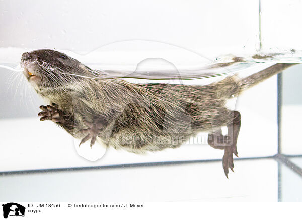 Nutria / coypu / JM-18456