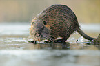 coypu