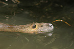 coypu