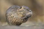 coypu