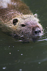 coypu