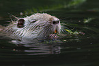 coypu