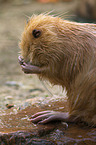 coypu