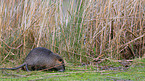 coypu