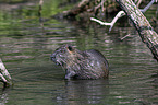 Nutria in the water