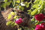 coypu