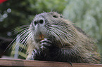 coypu