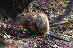 Nutria itch