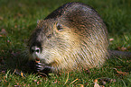 eating Nutria